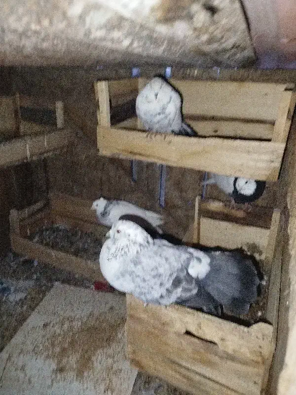 کبوتر|پرنده|ایذه, |دیوار