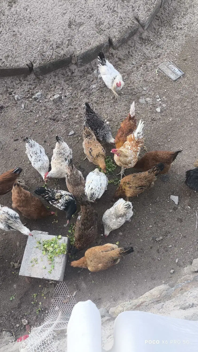 تعدادی مرغ تخم گذار به فروش میرسد|حیوانات مزرعه|مشگین شهر, |دیوار