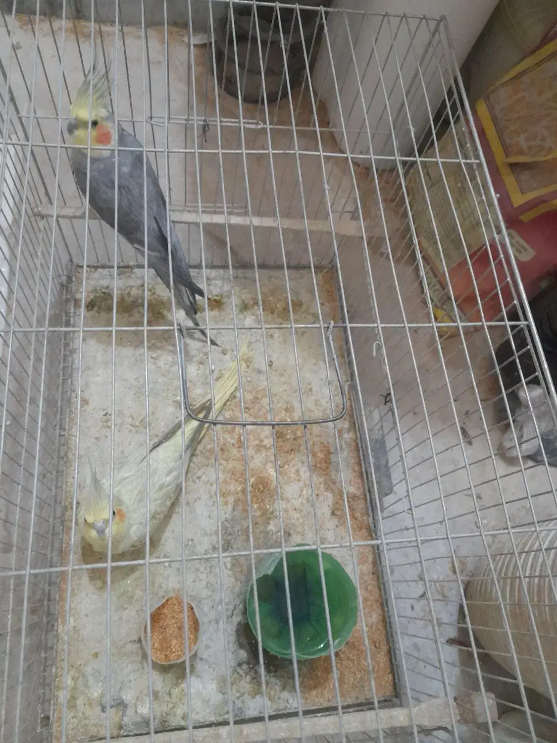 عروس هلندی|پرنده|محمدشهر, عباس آباد|دیوار