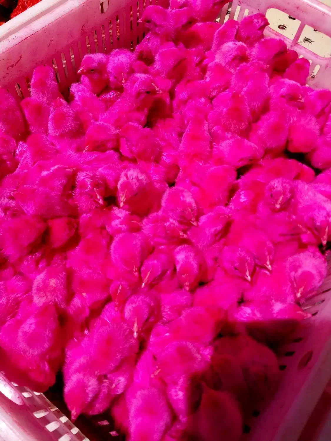 جوجه رنگی|حیوانات مزرعه|تهران, ترمینال جنوب|دیوار