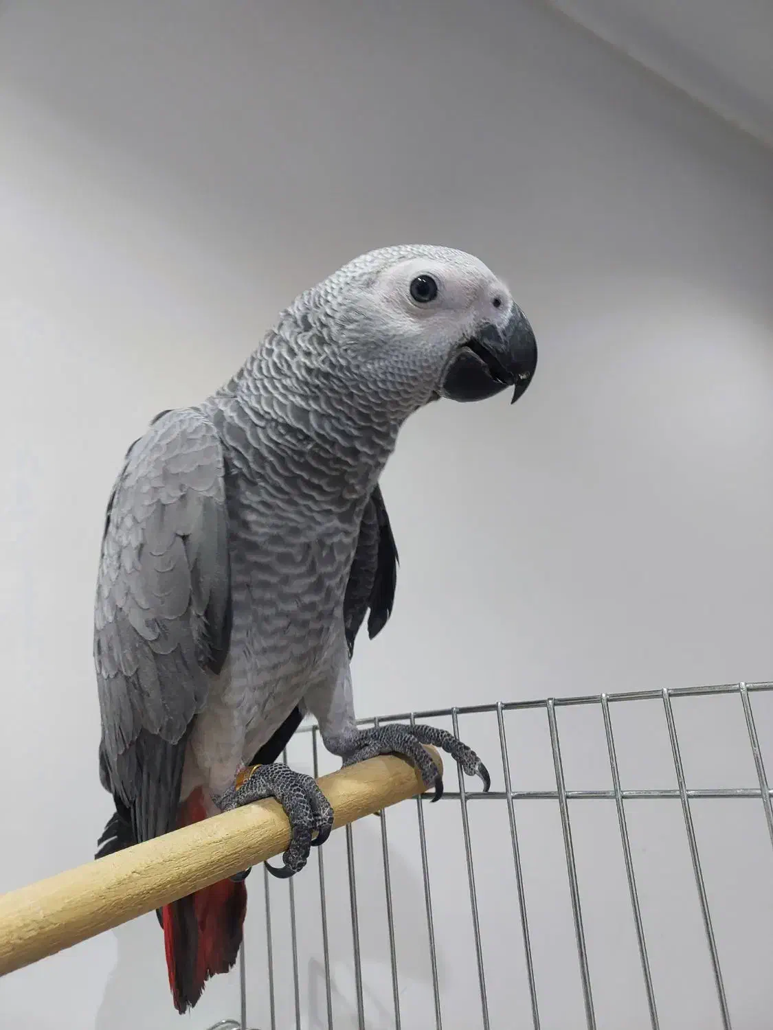 جوجه کاسکو شاه تخم سه ماهه|پرنده|شیراز, نصر|دیوار