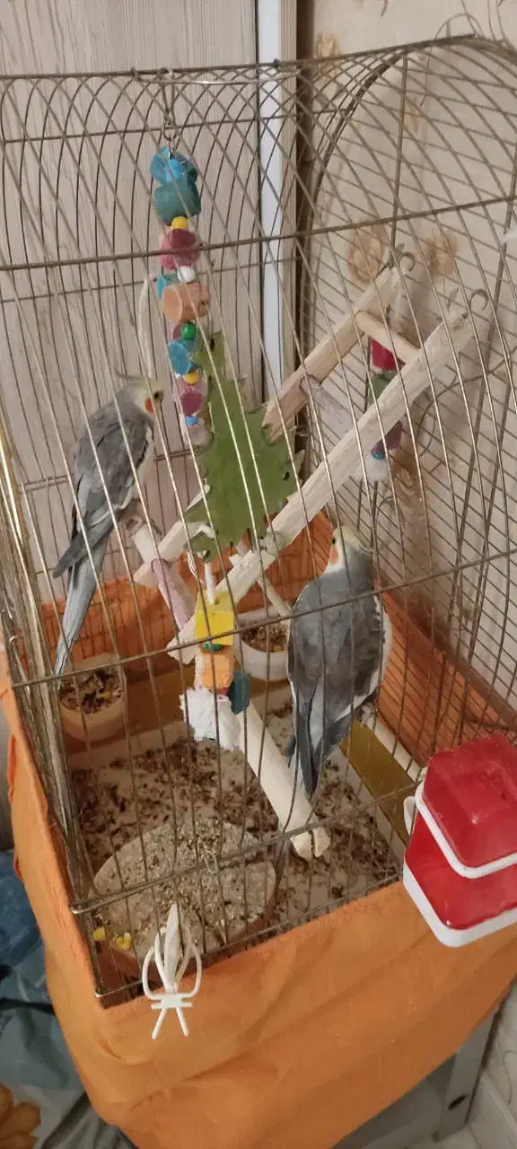 طوطی|پرنده|فردیس, قریشی|دیوار