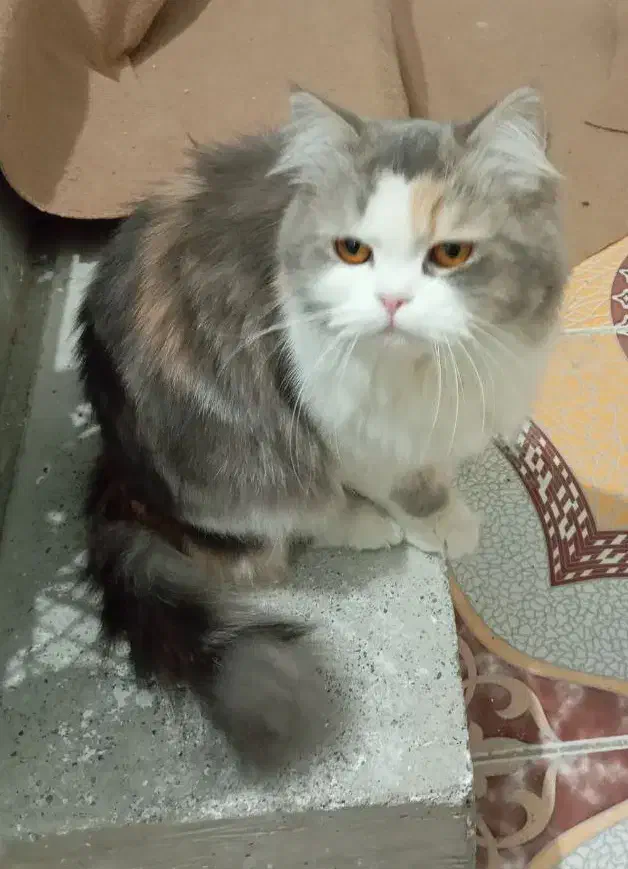 فروش گربه|گربه|ارومیه, |دیوار