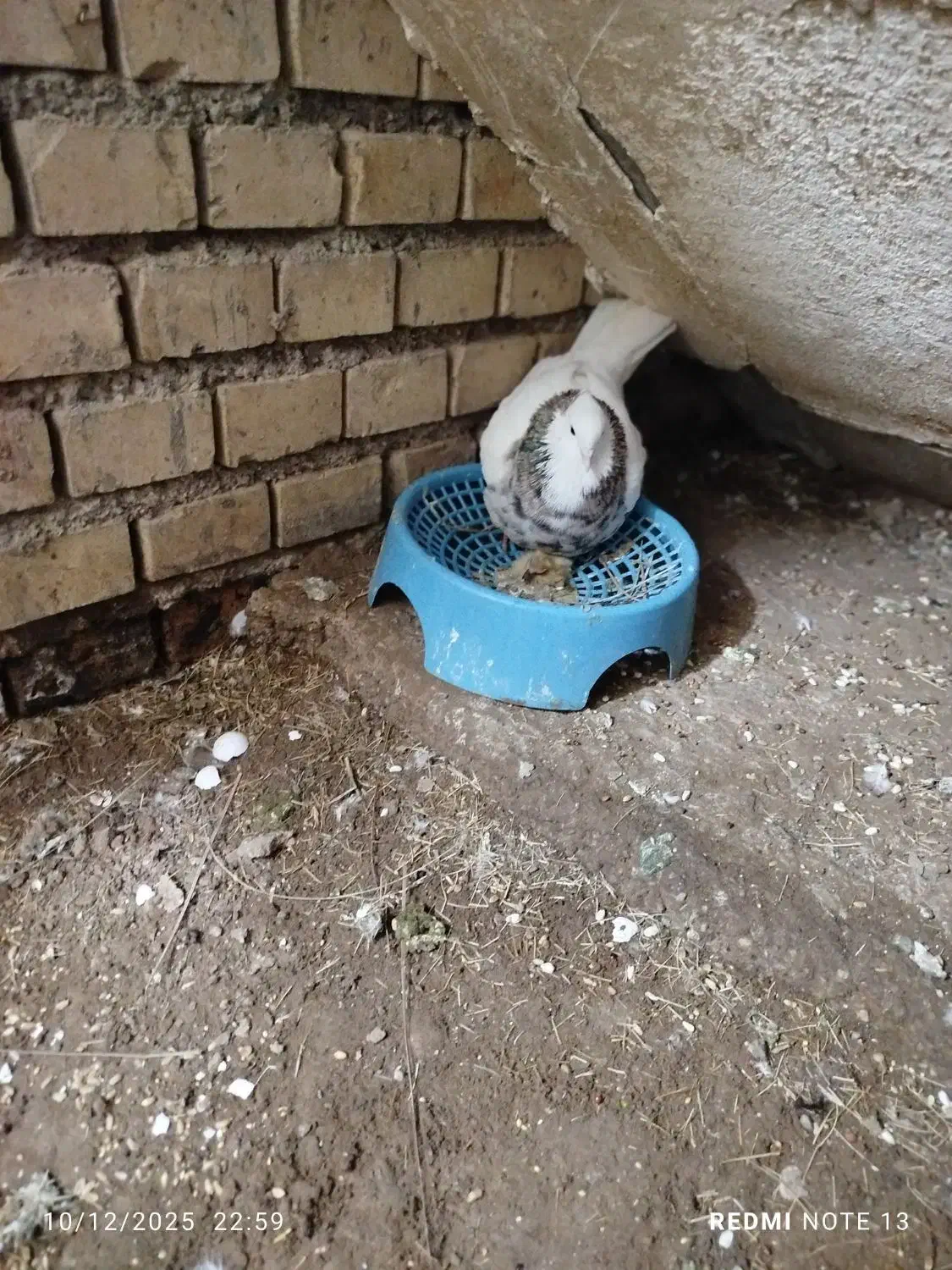 کبوتر طوقی جفت نر و ماده|پرنده|باوی, |دیوار