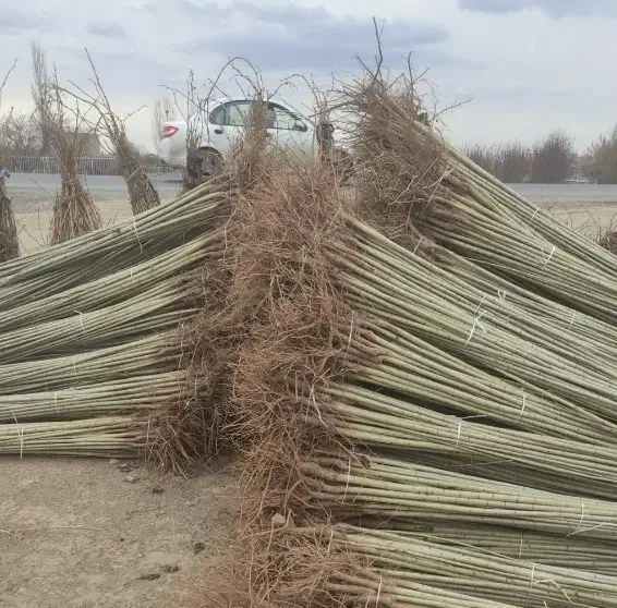 صنوبر رایانه ای فقط 20تومن سه متری در نهالستان|خدمات باغبانی و درختکاری|مشهد, سناباد|دیوار