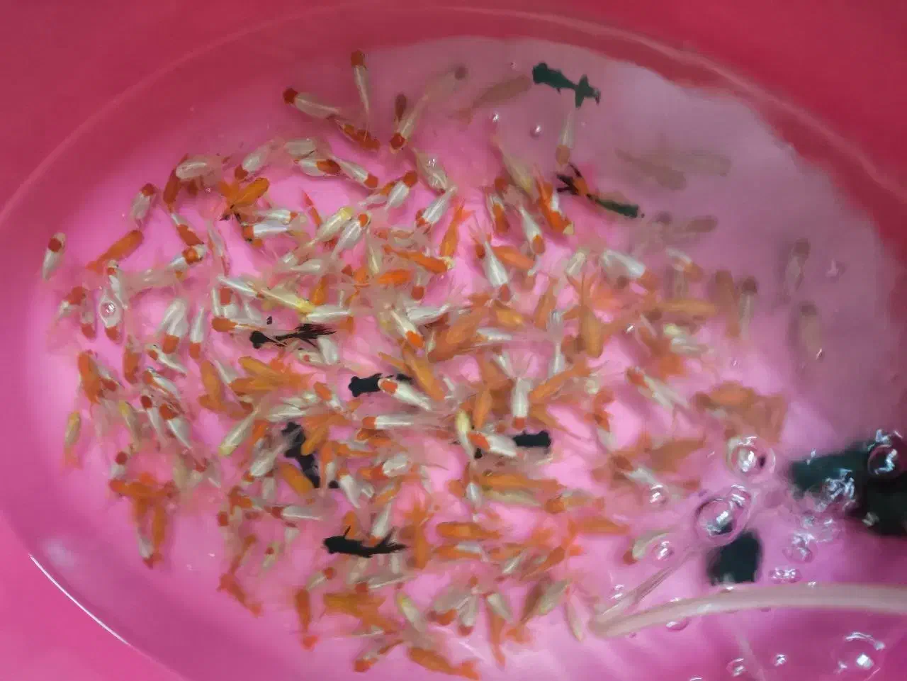 ماهی قرمز|ماهی|مبارکه, |دیوار