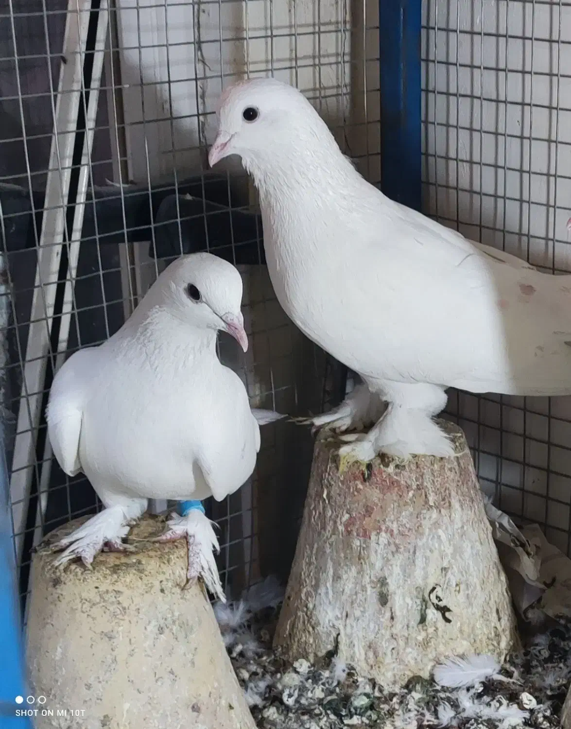 کبوترلوتی|پرنده|تبریز, |دیوار