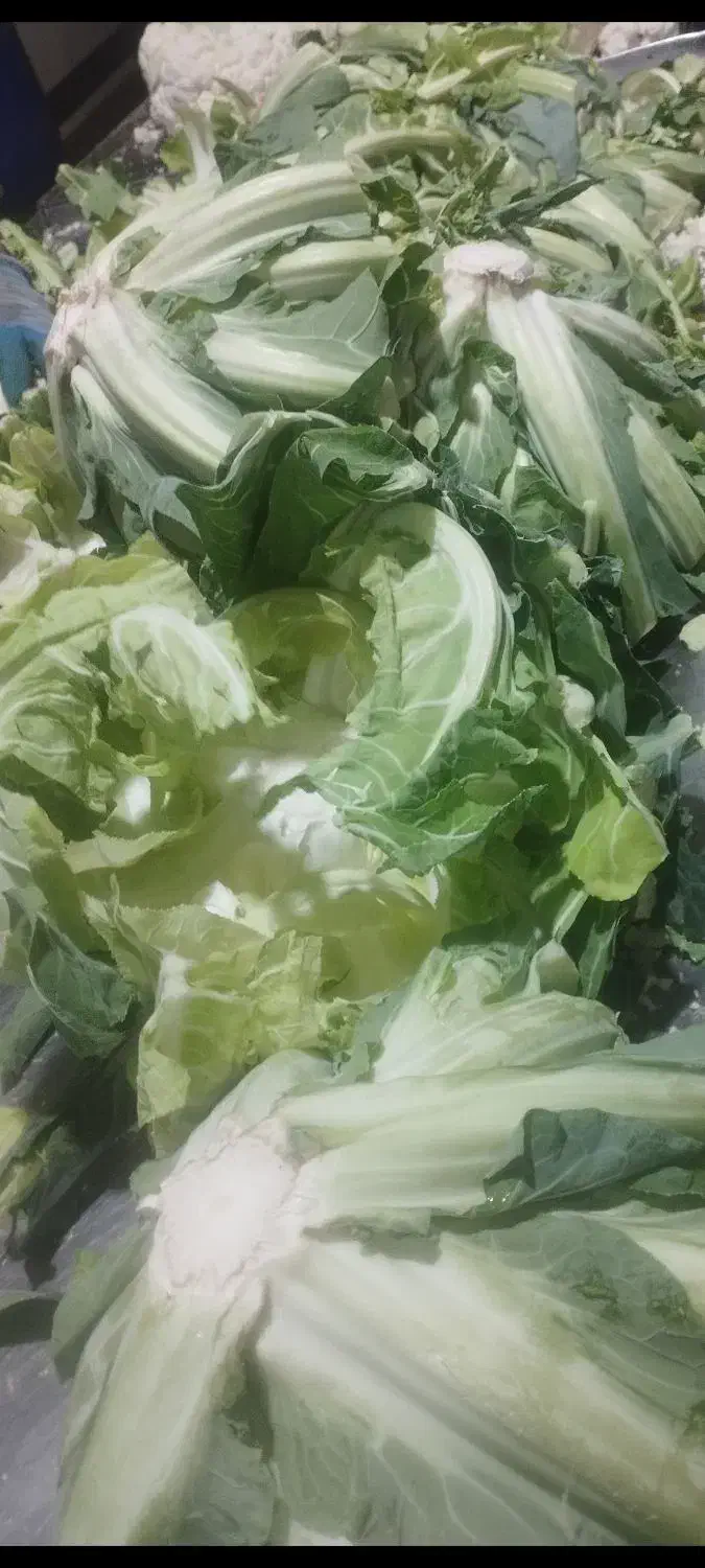 تفاله کلم و کرفس و سیب و چغندر و غیره|لوازم جانبی حیوانات|آذرشهر, |دیوار