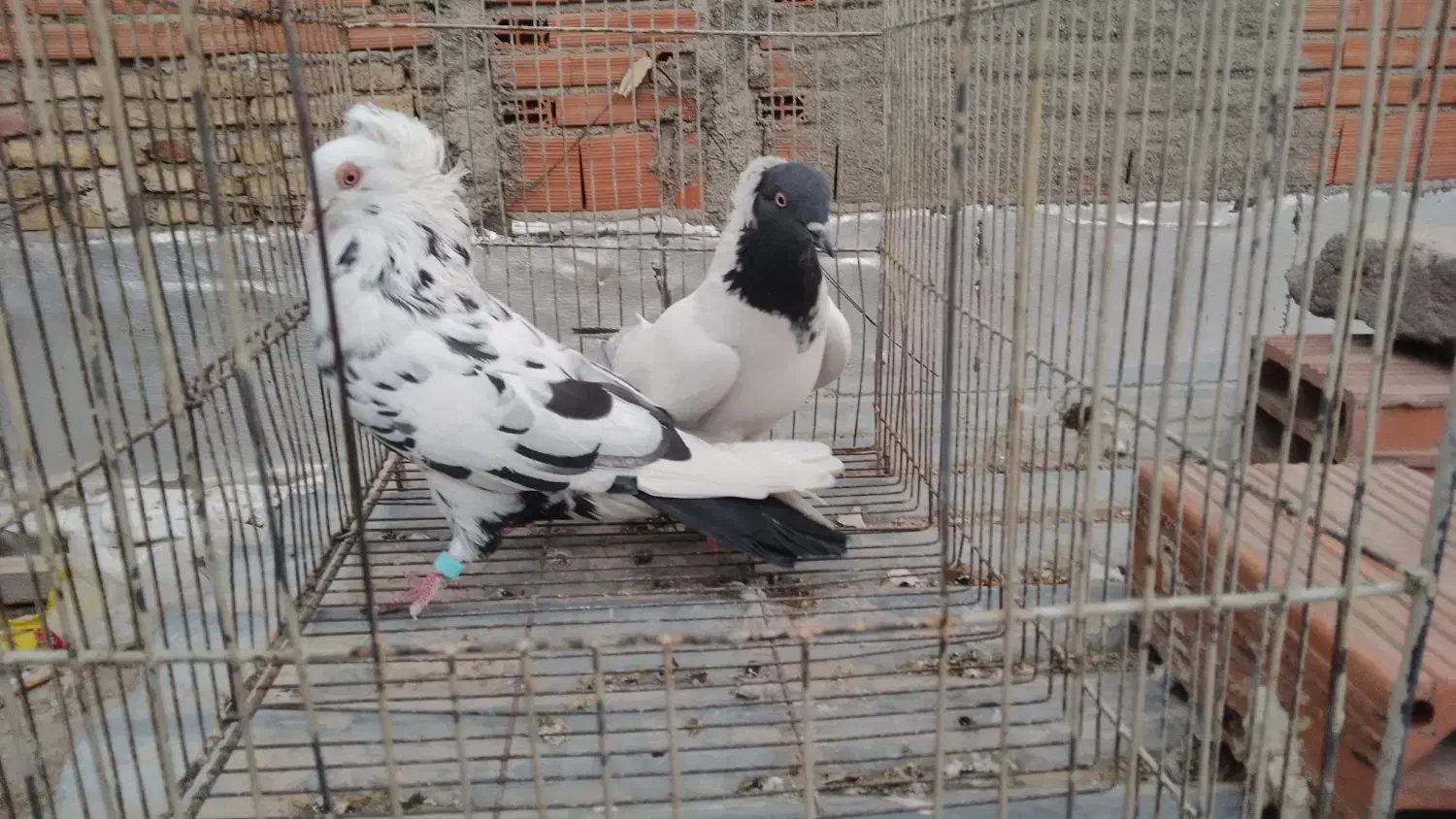 کبوتر تزئینی و رنگی|پرنده|بومهن, |دیوار