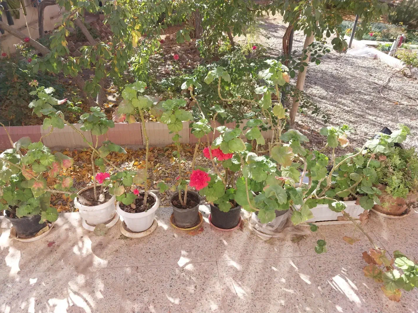 گلدان شمعدانی  فوری|گل و گیاه طبیعی|شاهرود, |دیوار