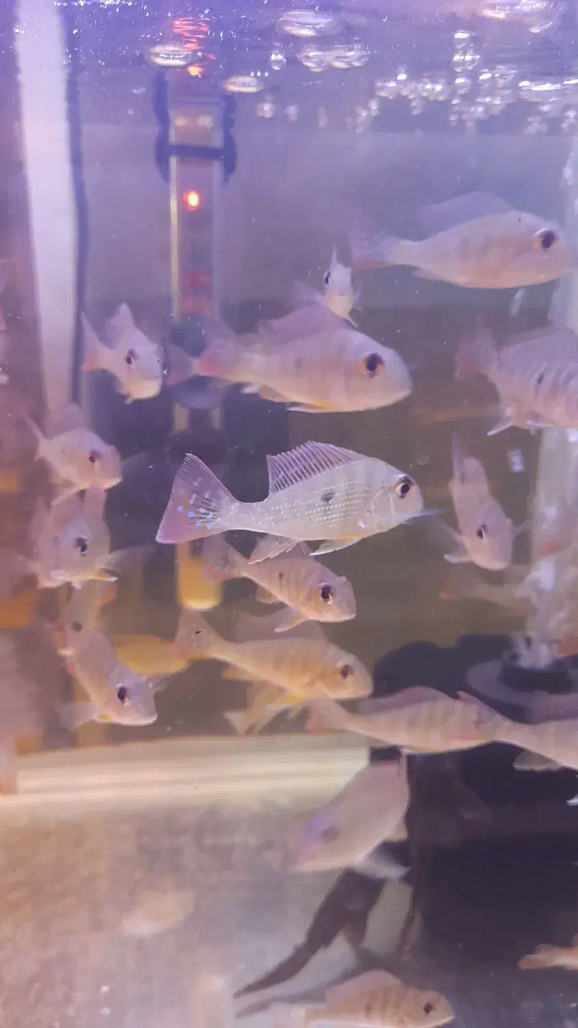 پروکسی موس|ماهی|اردبیل, |دیوار