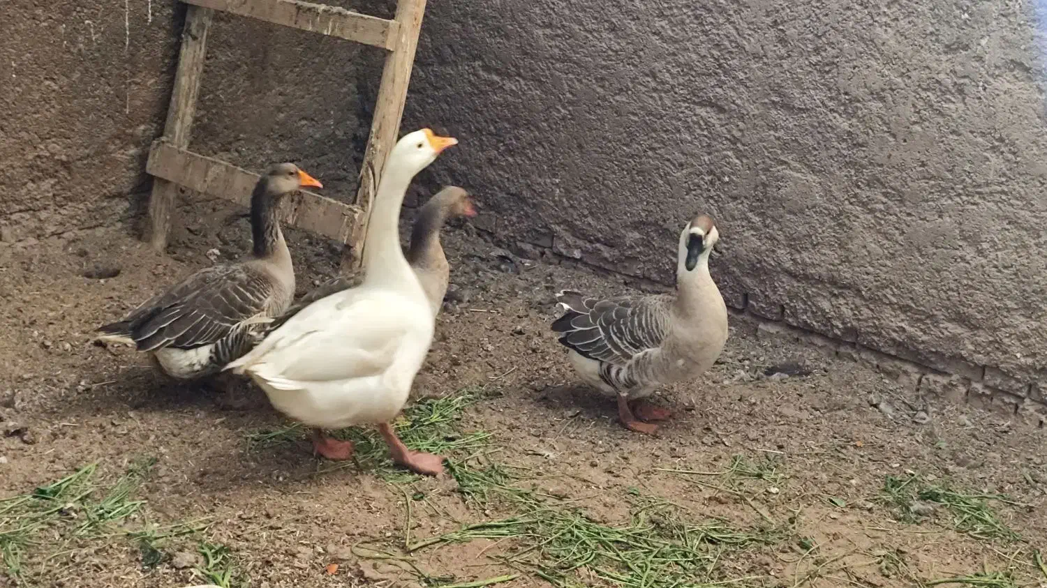 غوغاز چینی و غاز|حیوانات مزرعه|حمیدیه, |دیوار