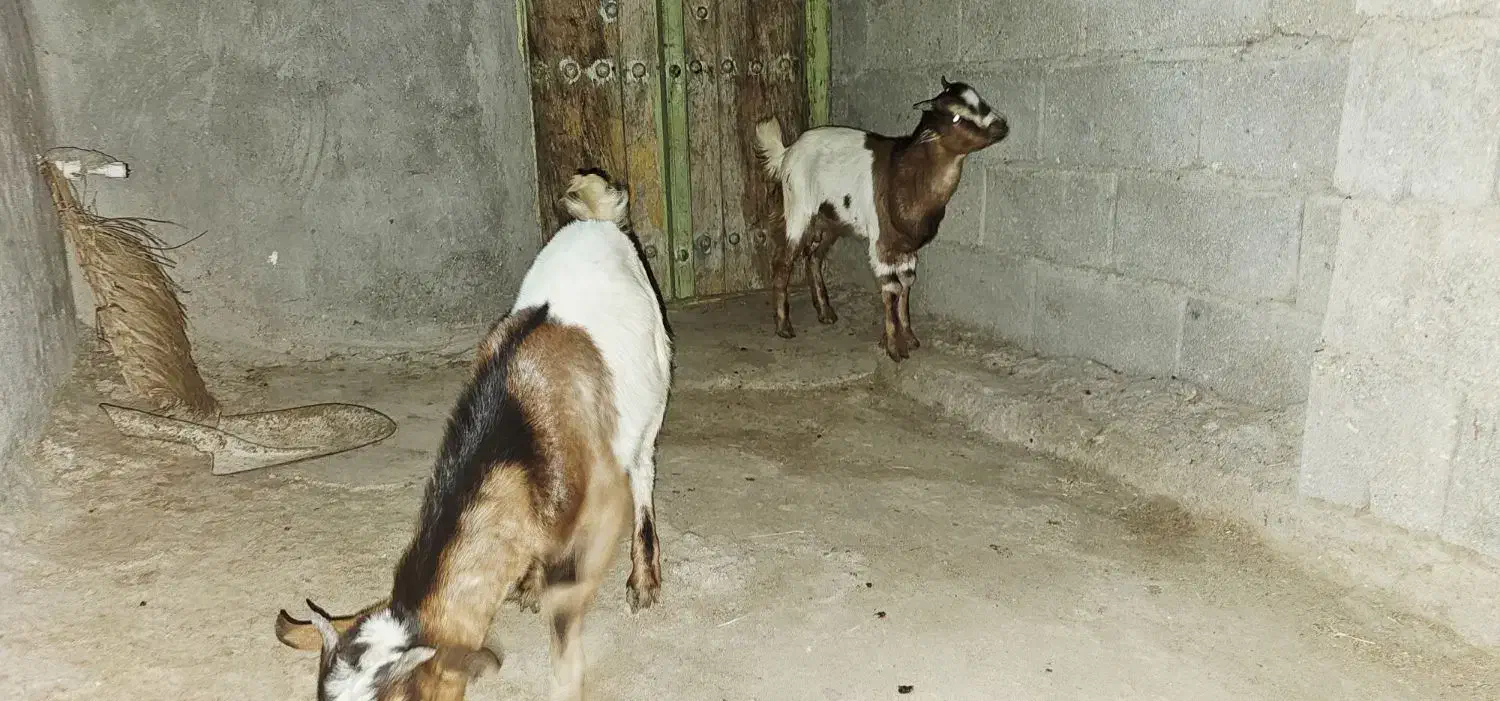 نری کوچک چاق|حیوانات مزرعه|قشم, |دیوار