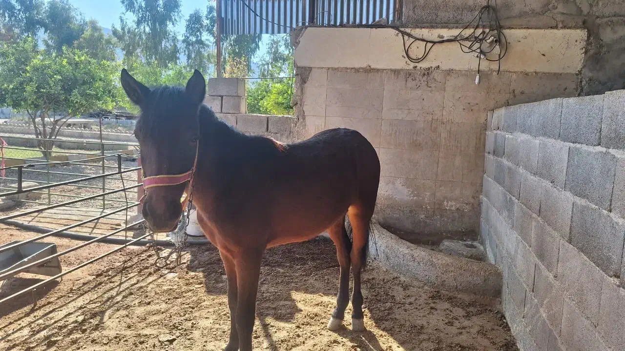 اسب|اسب و تجهیزات اسبسواری|ایذه, |دیوار