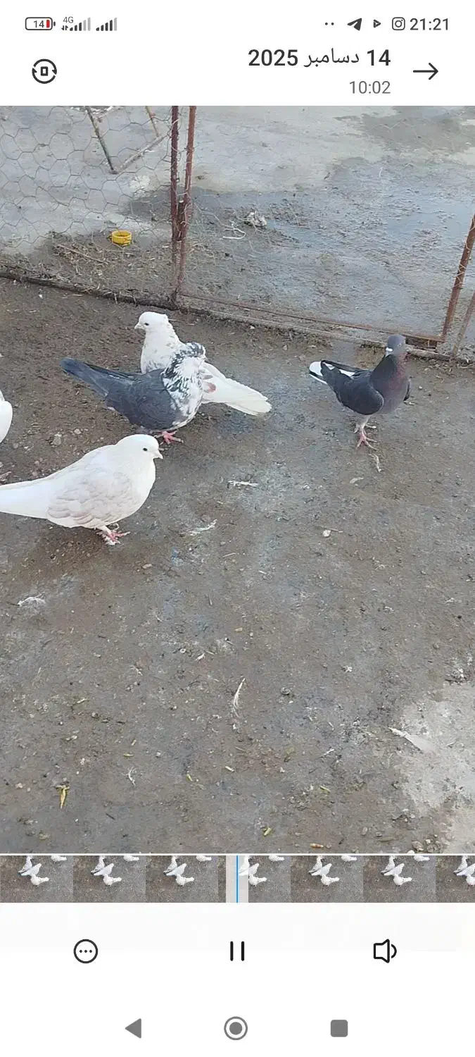 کفتر عالی به شرط|پرنده|خزل, |دیوار