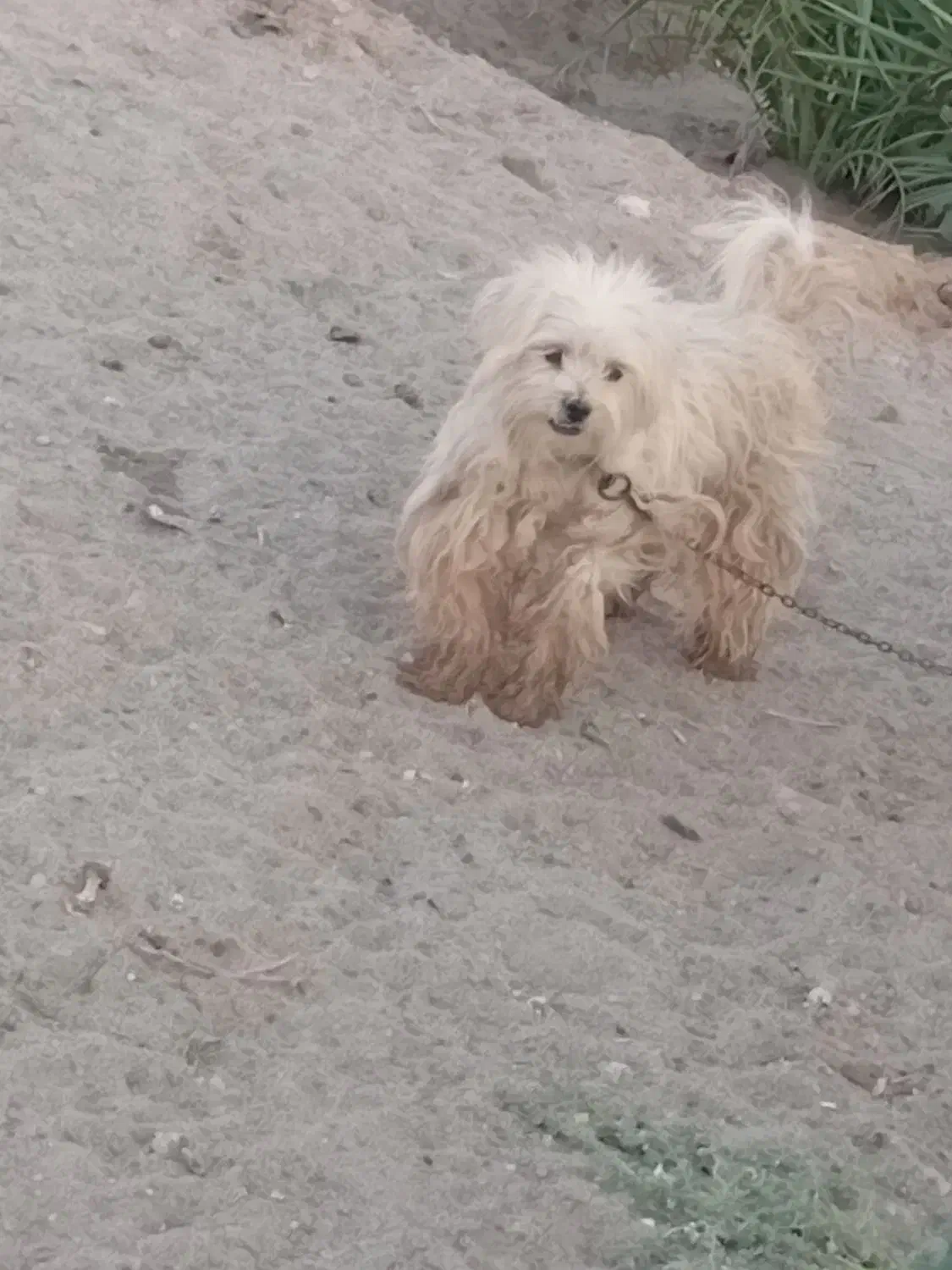 سگ پاکوتاه|سگ|گنبکی, |دیوار