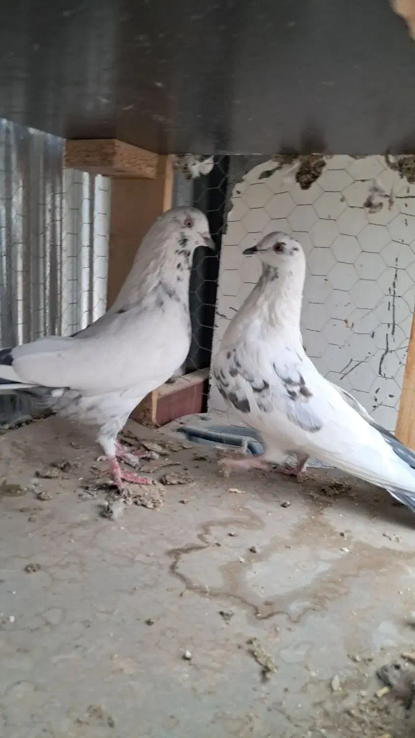 کبوترپرشی|پرنده|اصفهان, ارغوانیه|دیوار