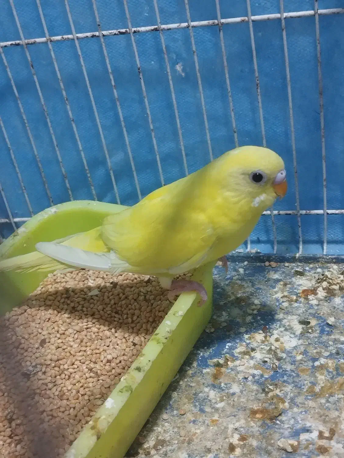 مرغ عشق|پرنده|شیروان (خراسان), |دیوار