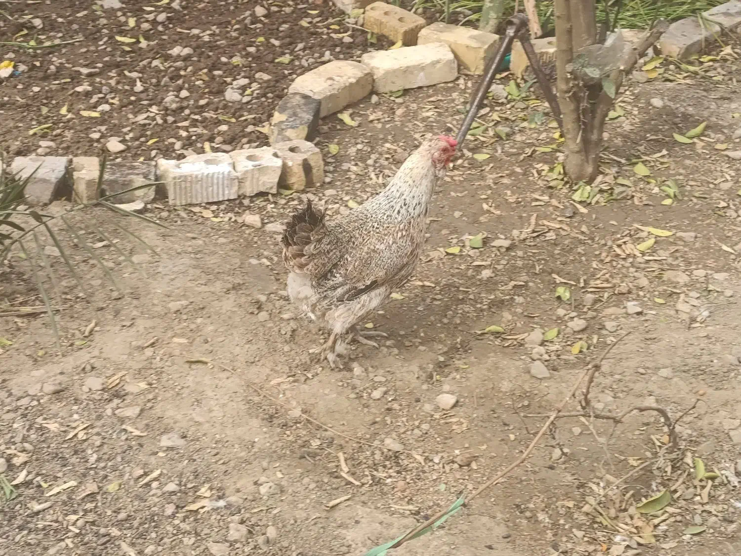 مرغ باشت|حیوانات مزرعه|باشت, |دیوار