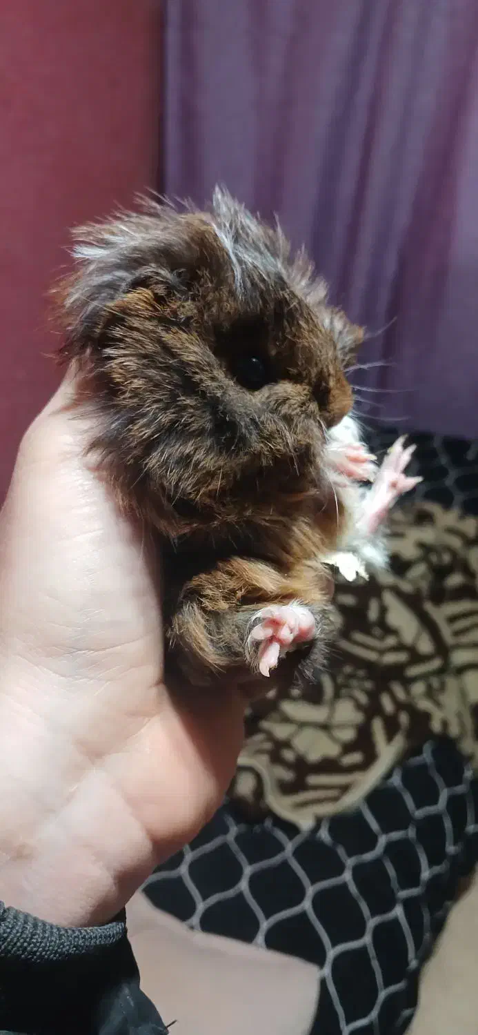 خوکچه هندی و همستر|موش و خرگوش|رشت, کوی غلام نیا|دیوار