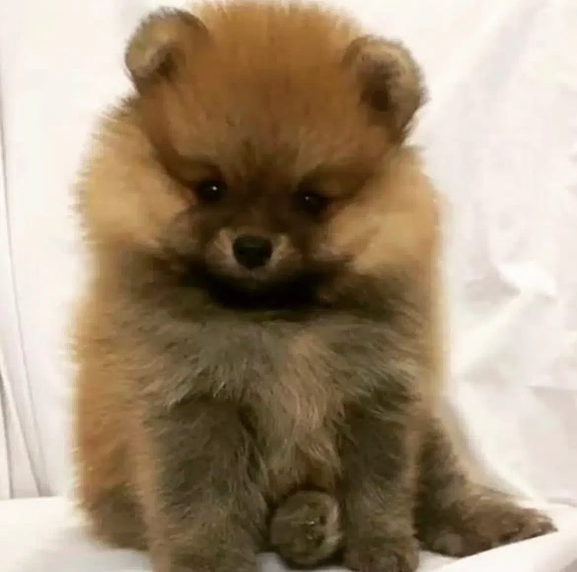 پامر خرسی و روباهی وارداتی(پامرانین)سگ پاکوتاه|سگ|کرمانشاه, |دیوار