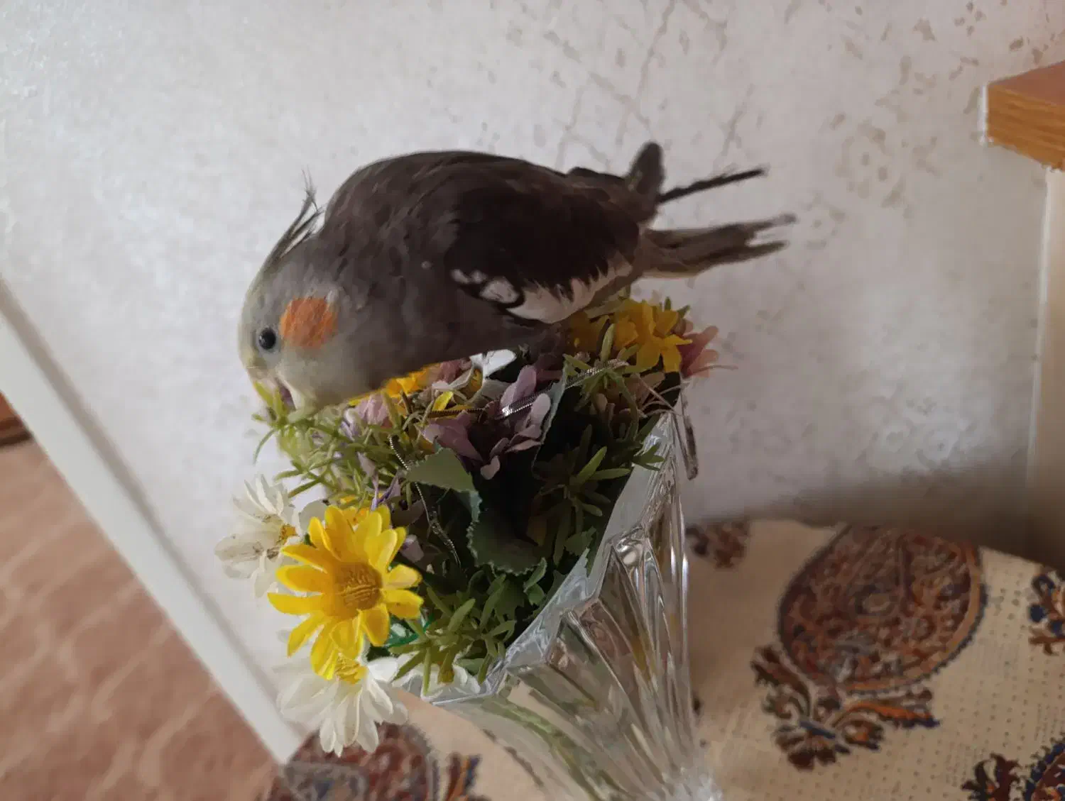 عروس هلندی دستی|پرنده|مشهد, هفده شهریور|دیوار