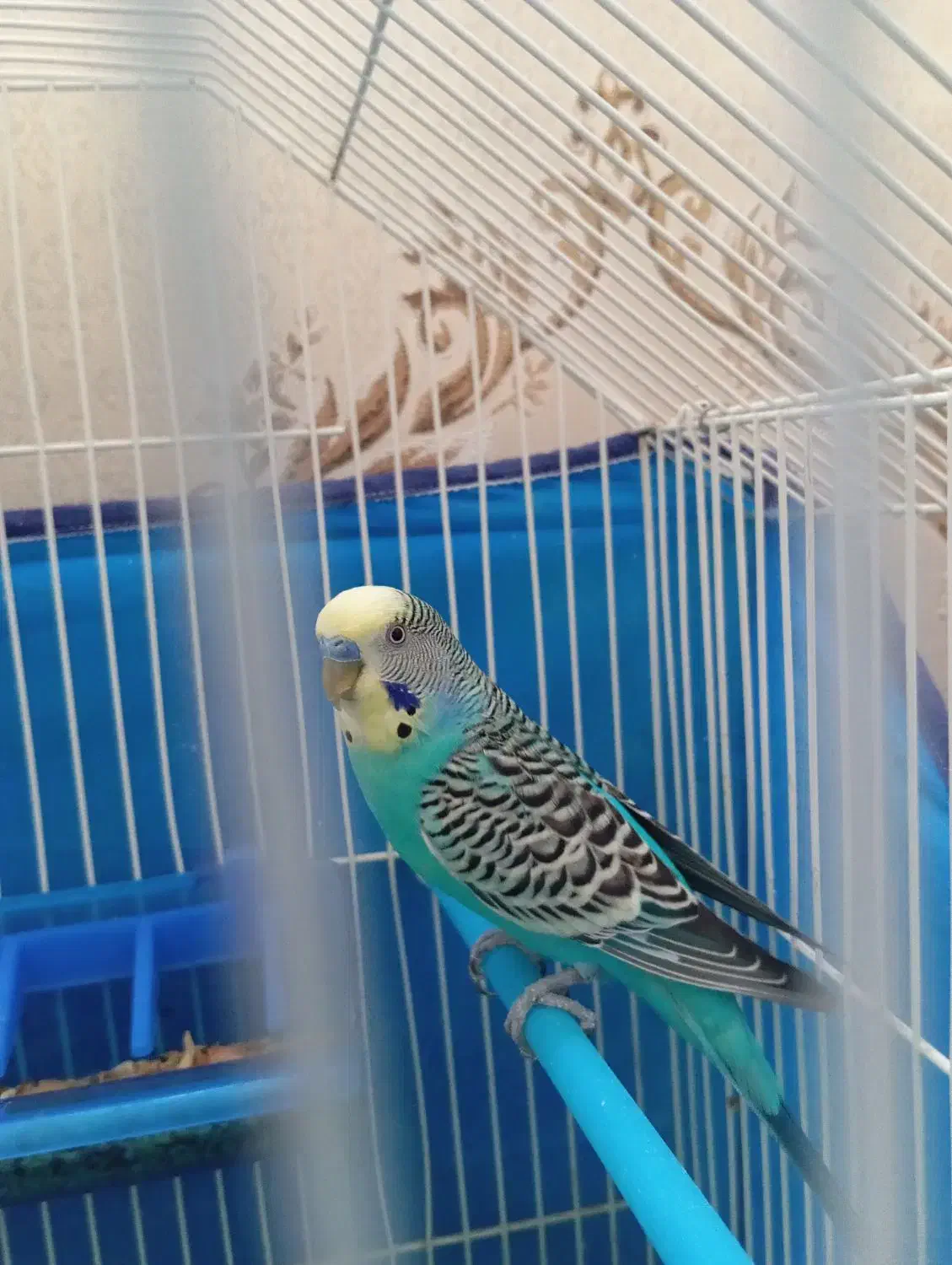 مرغ عشق و عروس هلندی|پرنده|سنندج, |دیوار