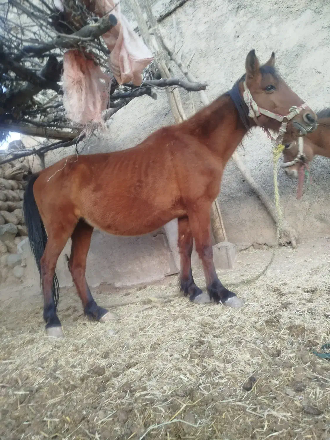 مادیون وقاطر|اسب و تجهیزات اسبسواری|لردگان, |دیوار