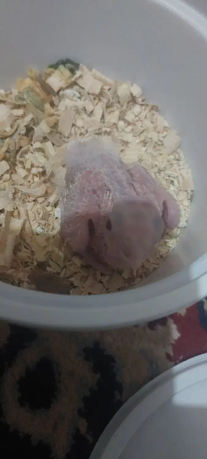 جوجه عروس هلندی آلبینو|پرنده|تربت جام, امام|دیوار