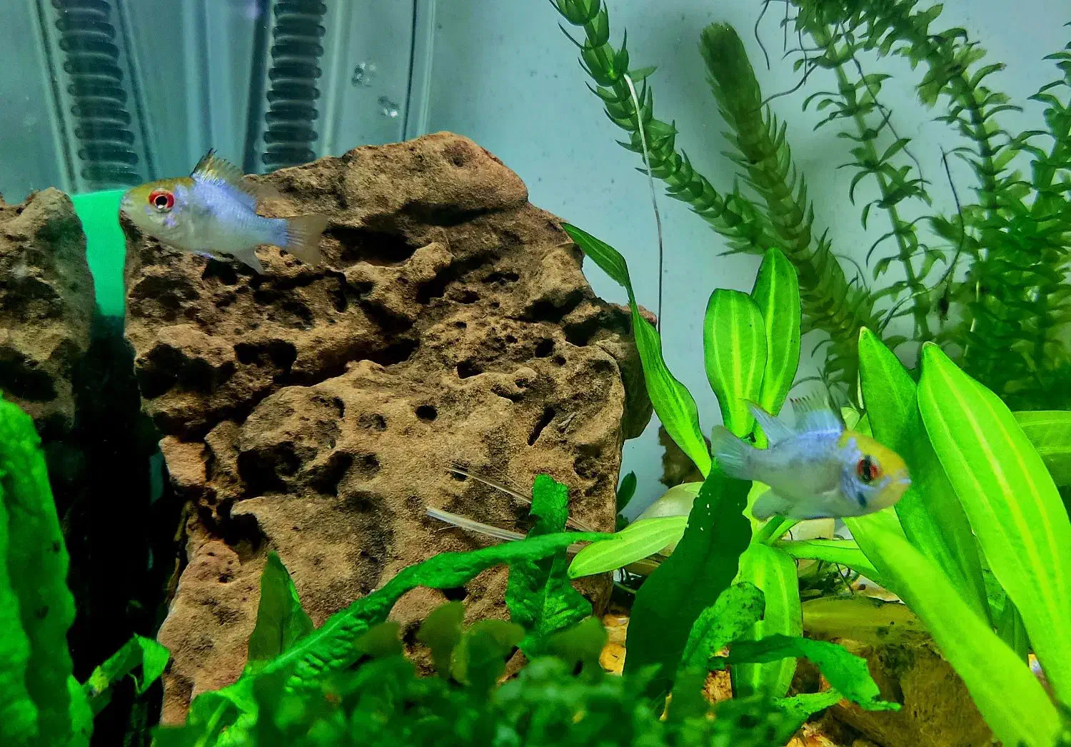 ماهی رامیزی|ماهی|تبریز, |دیوار