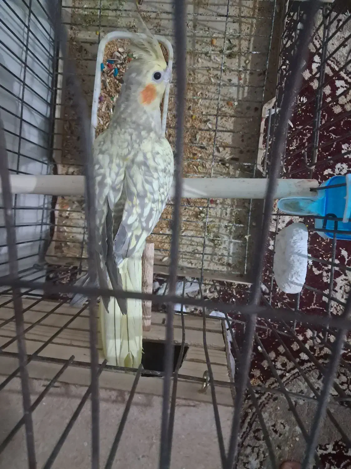 طوطی لوتینو|پرنده|اندیمشک, |دیوار