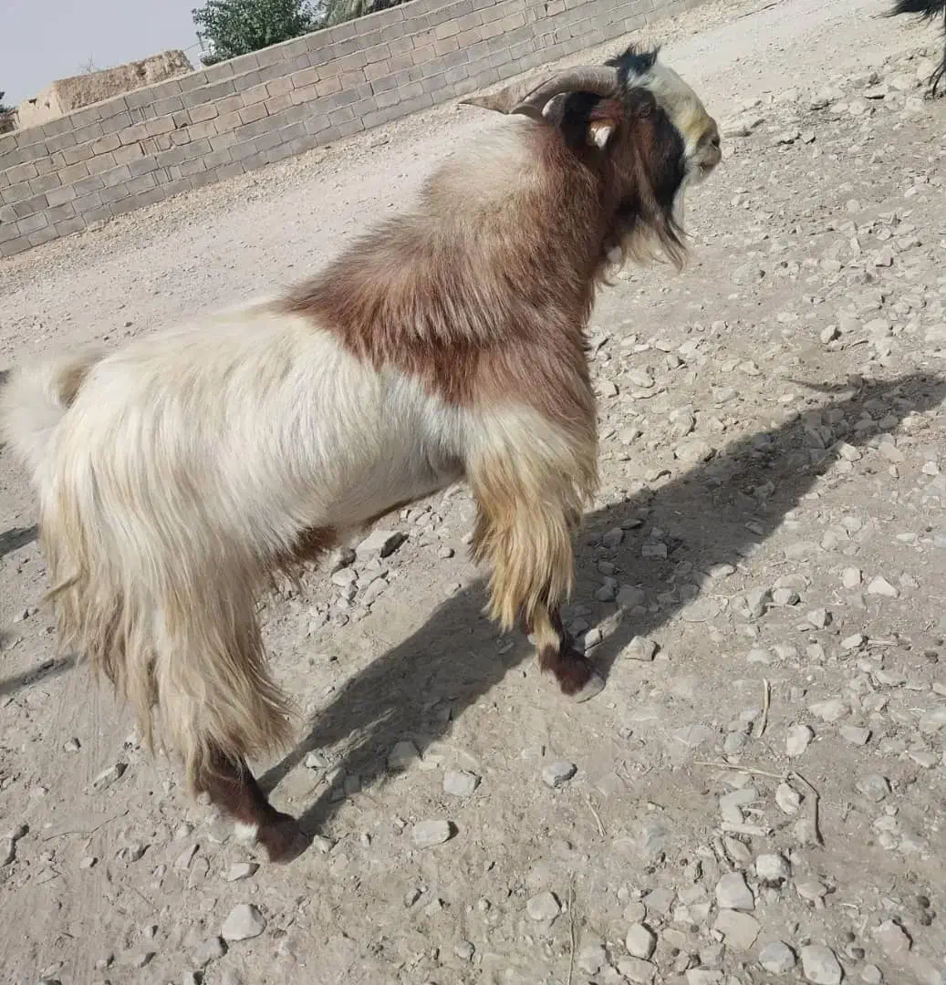 نری درجه یک|حیوانات مزرعه|فورگ, |دیوار