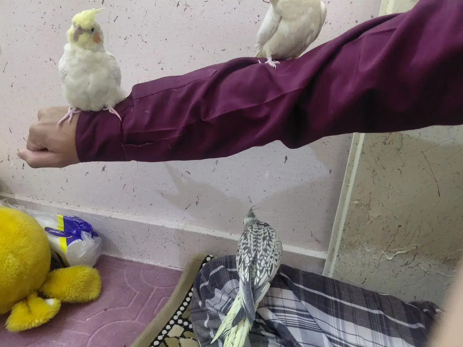 عروس هلندی|پرنده|مشهد, آزادشهر|دیوار