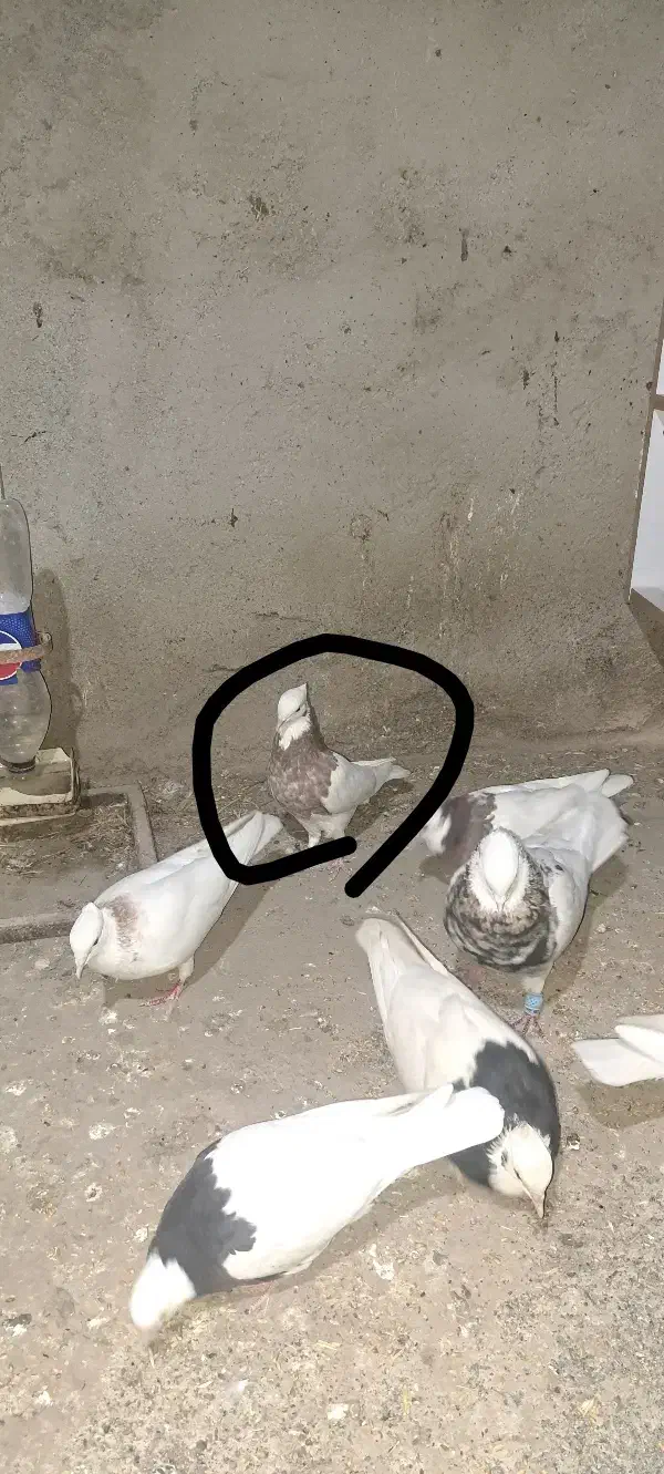 کبوتر طوقی|پرنده|جوین, |دیوار