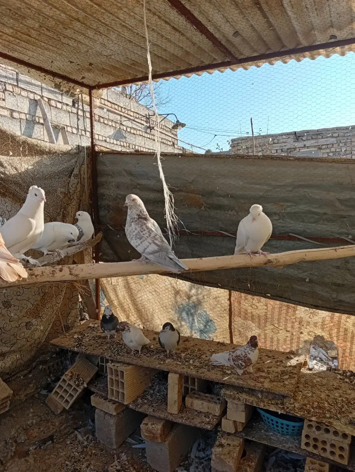 کبوتر|پرنده|تیران, |دیوار