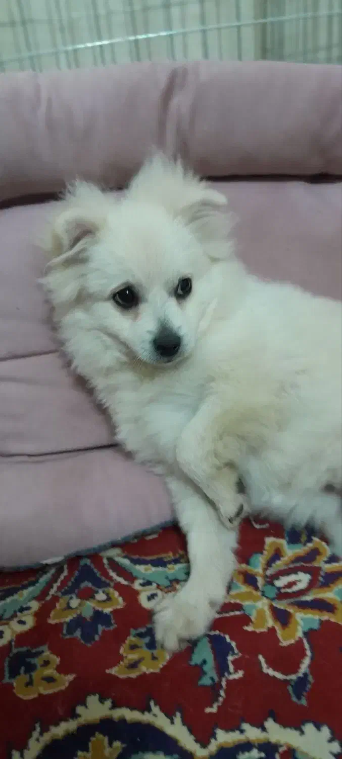 واگذاری سگ|سگ|چناران, |دیوار