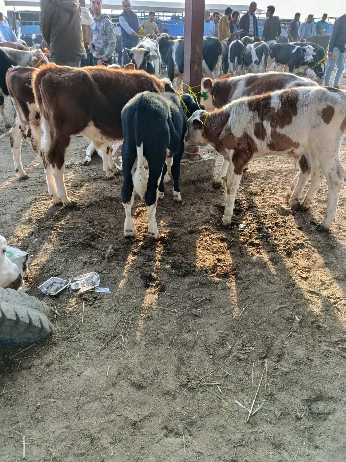 فروش سیمنتال|حیوانات مزرعه|سیمین شهر, |دیوار