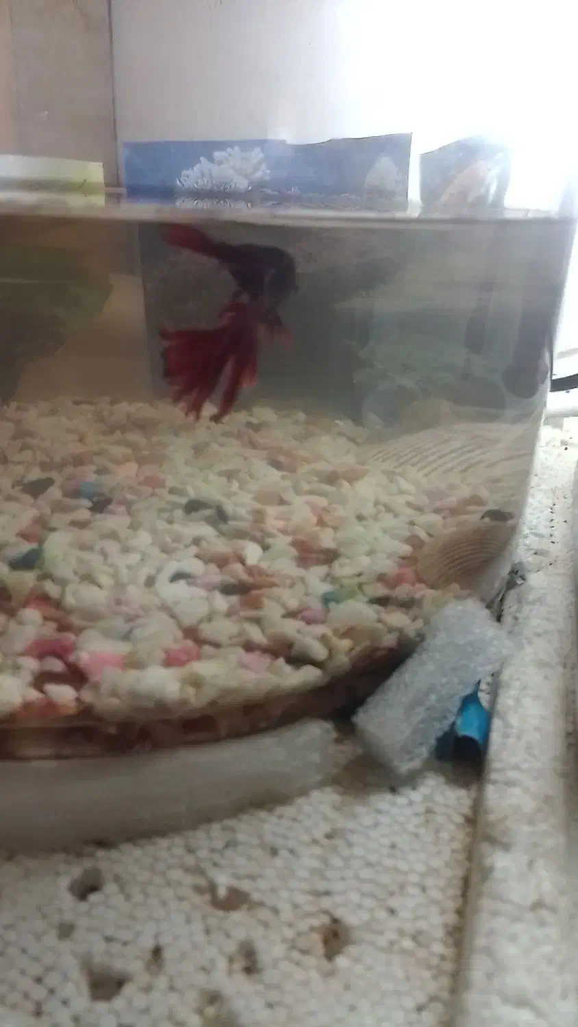 فایتر ماهی نر باتونگ|ماهی|چابهار, |دیوار