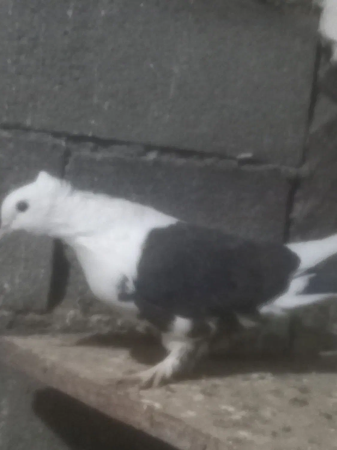 کبوتربلژیکی غریب|حیوانات|خان ببین, |دیوار