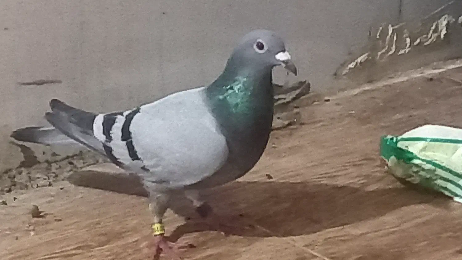 کبوتر پلاکی|پرنده|حمیدیه, |دیوار