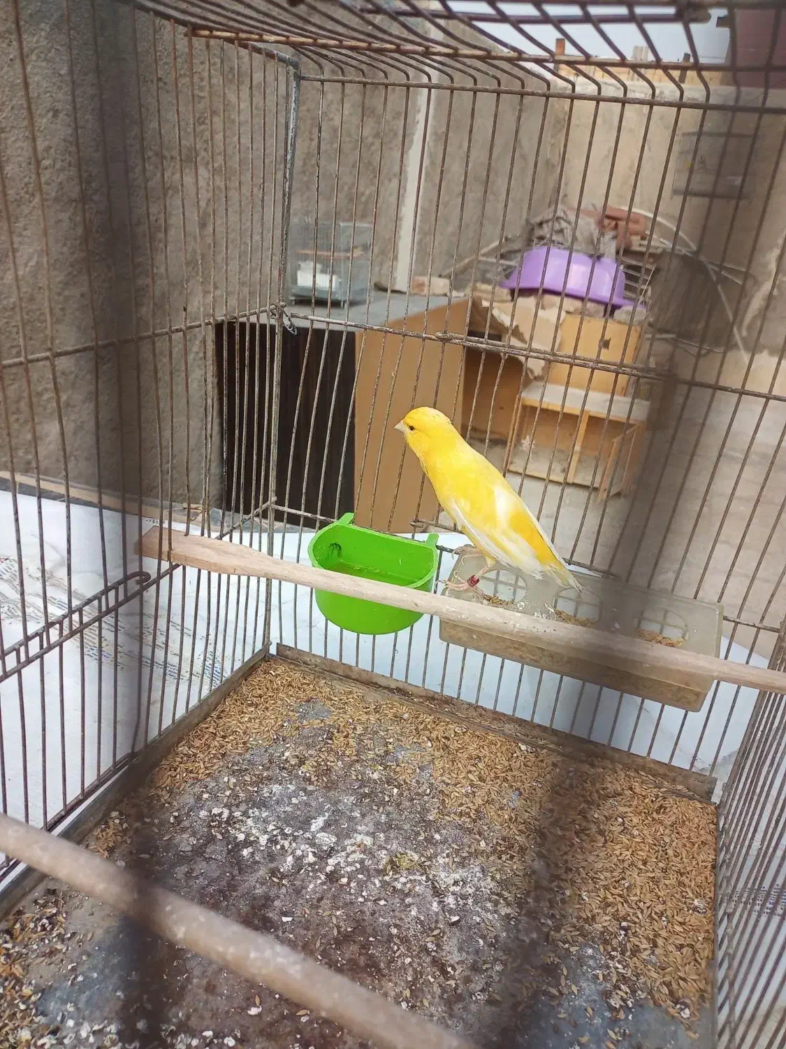 قناری نر خوب|پرنده|اسلام‌شهر, شهرک امام حسین (میان آباد)|دیوار