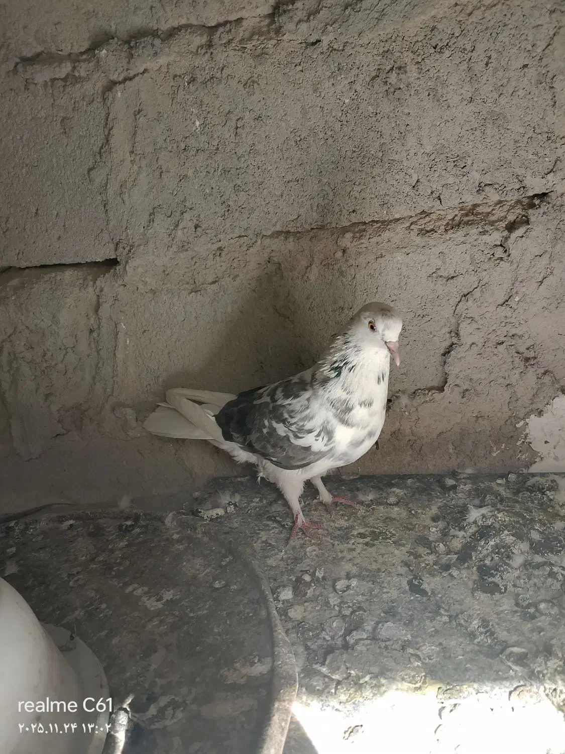 کبوتر تهرانی|پرنده|خاش, |دیوار