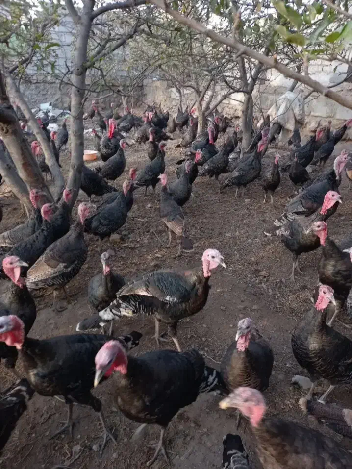 بوقلمون نر‌وماده|حیوانات مزرعه|مشگین شهر, |دیوار