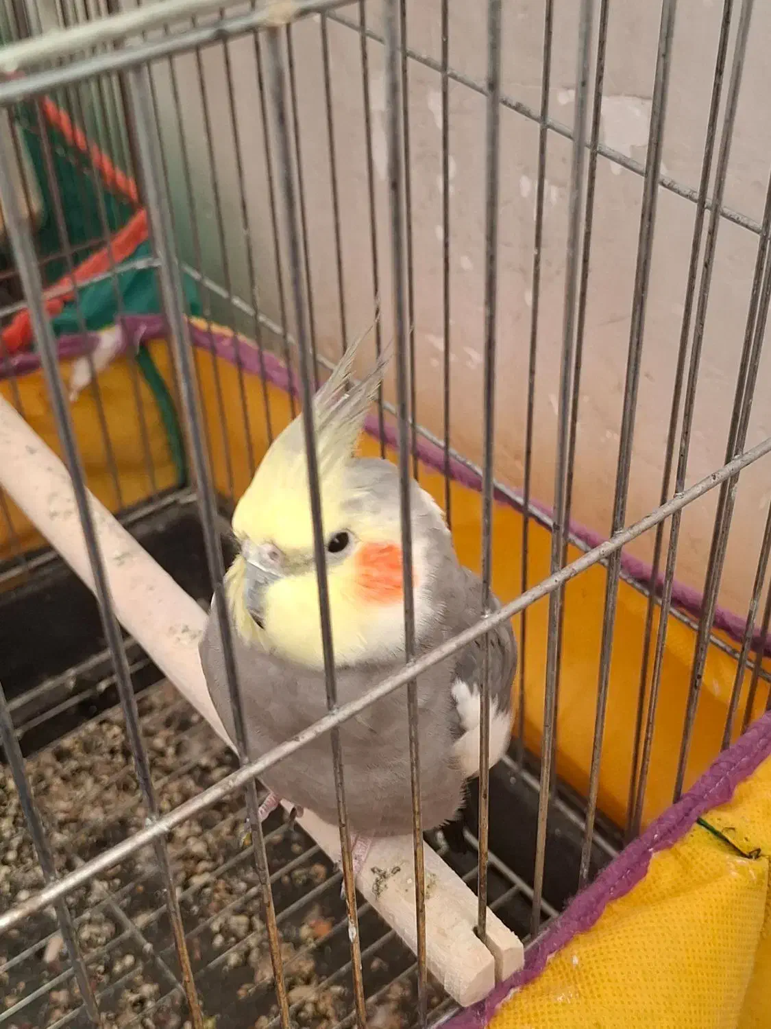 عروس|پرنده|قم, نیروگاه|دیوار