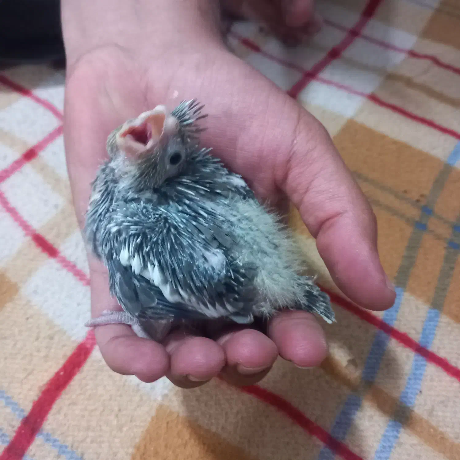 جوجه عروس هلندی دستی یک ماهه|پرنده|میاندوآب, |دیوار