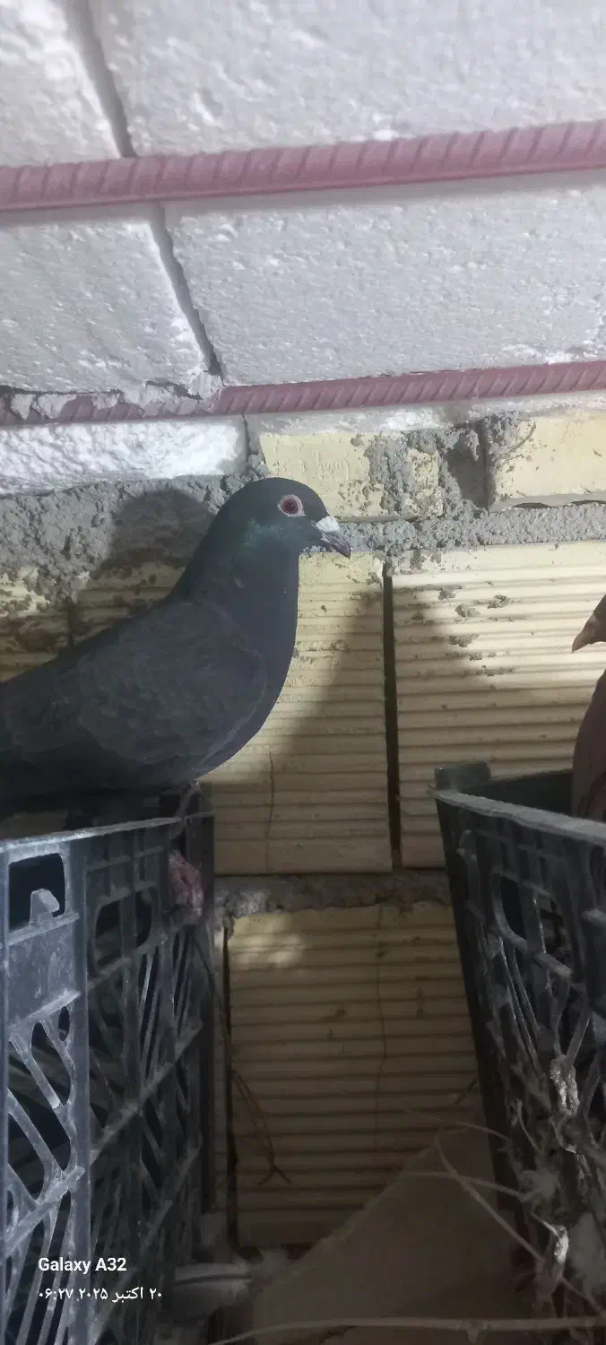 کبوتر|پرنده|گتوند, |دیوار