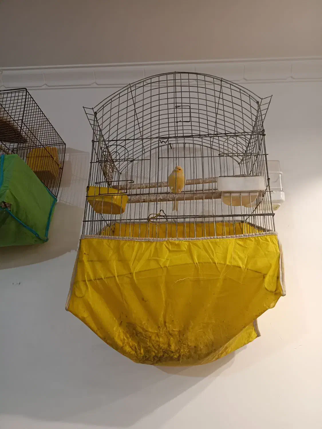 قناری|پرنده|یزد, |دیوار