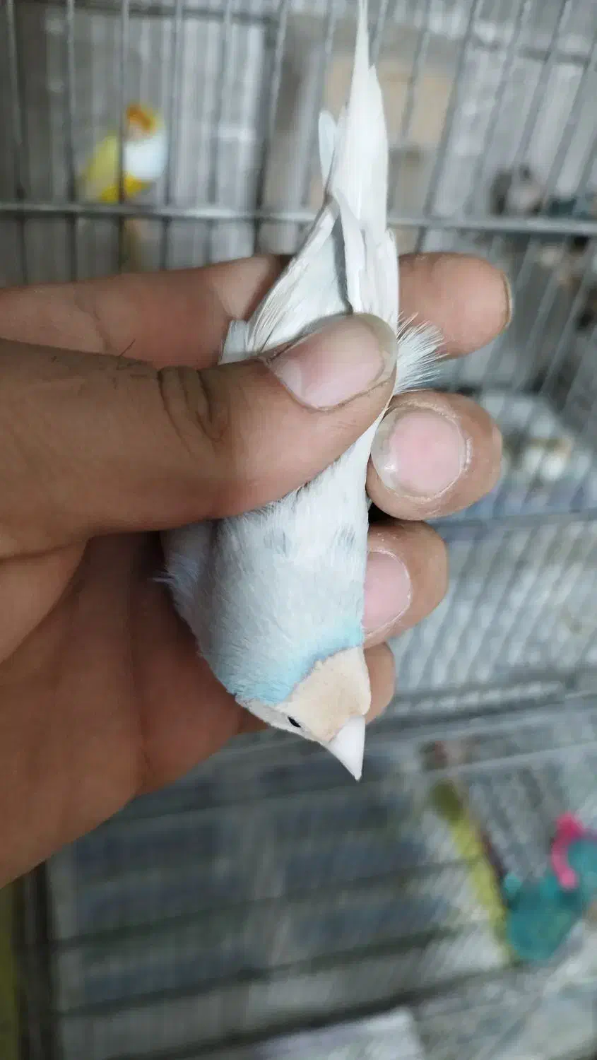 فنچ گلدین رنگ خاص|پرنده|پاکدشت, پاکدشت (مامازند)|دیوار