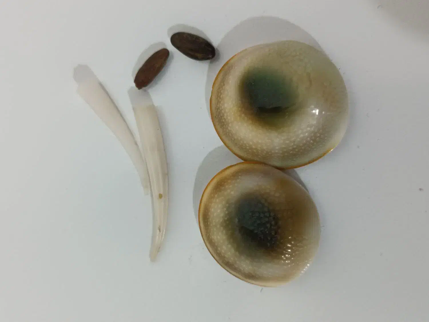 مهره وسنگ اصل|جواهرات|اهواز, کوی طالقانی|دیوار