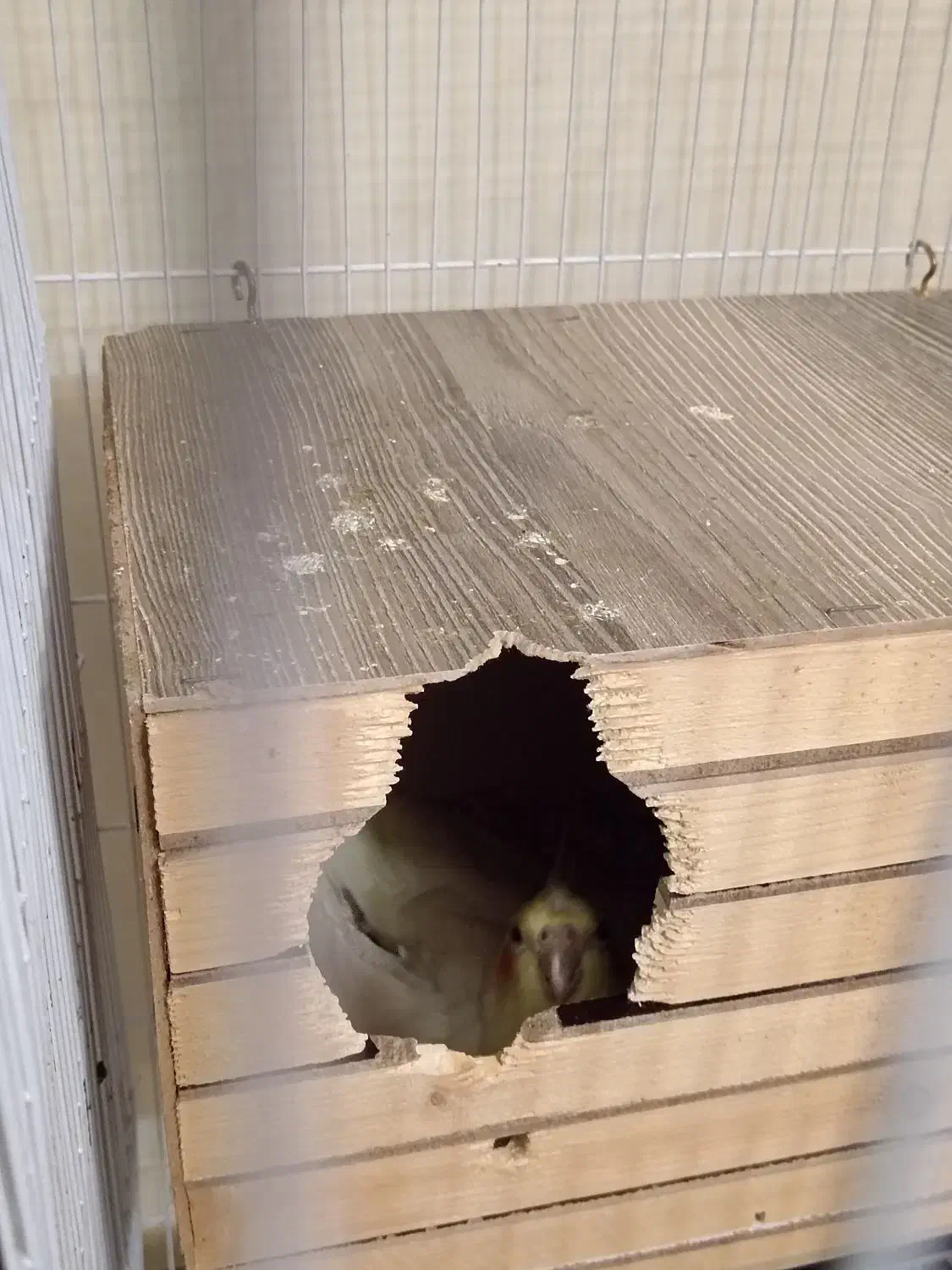 یک جفت عروس هلندی مولد در حال تخم گذاری با قفس|پرنده|تهران, امیریه|دیوار